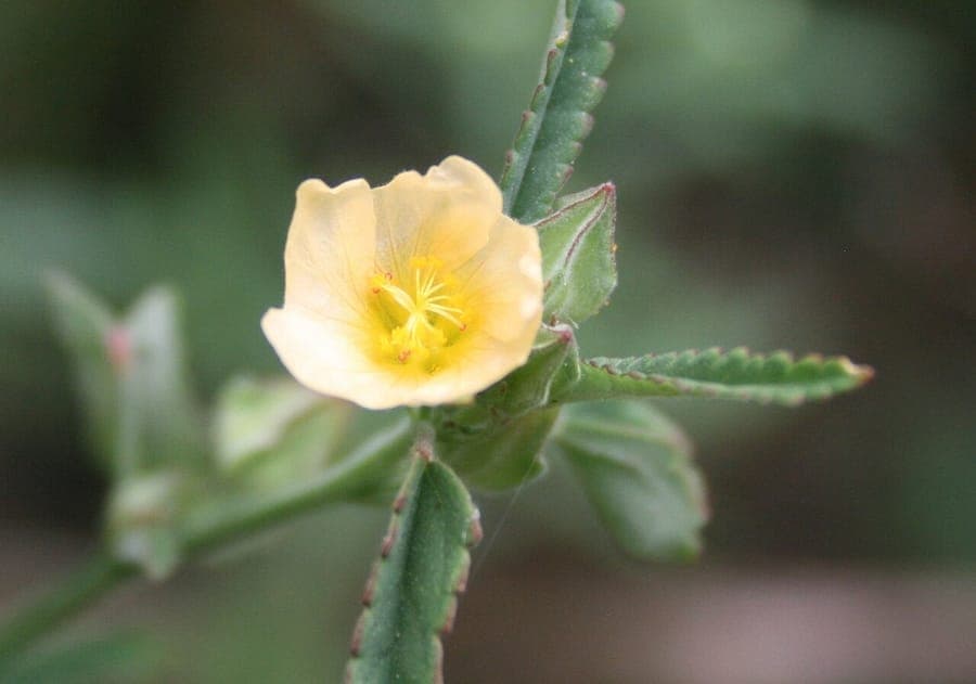 Spiny Sida showing characteristic thorns and yellow flowers