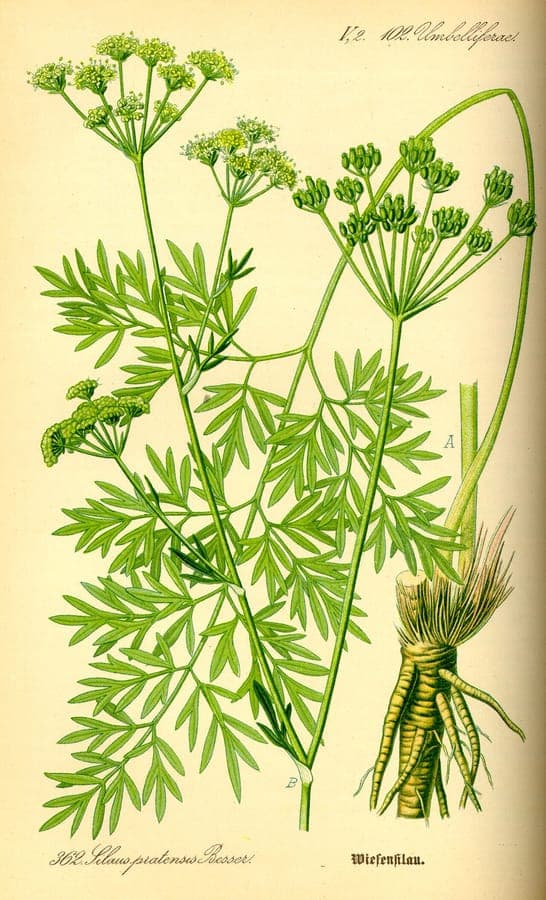 Pepper saxifrage plant with yellow flowers in umbel structure