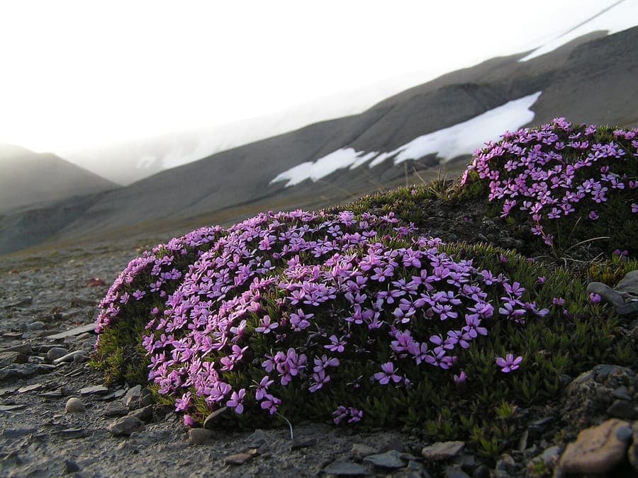 Stengelloze silene plant met roze bloemen in dicht kussen