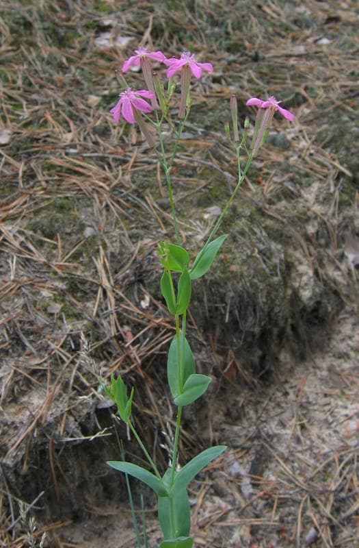Pekbloem roze bloemen