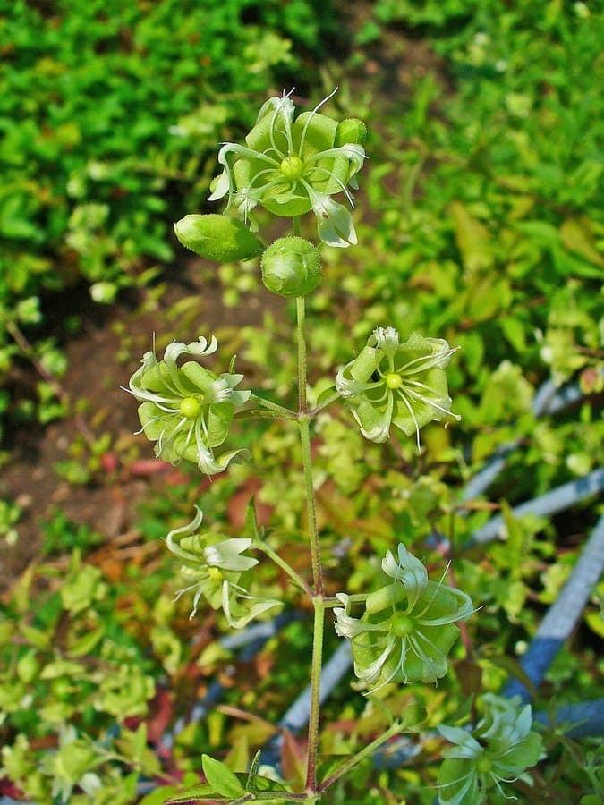 Berry catchfly plant with white flowers and characteristic berry-like fruits