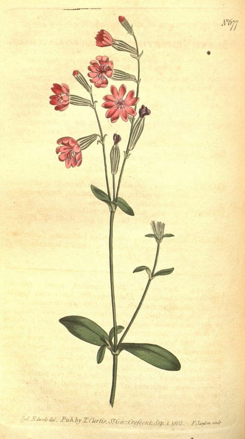 Silene bellidifolia margriet-lijmkruid met roze bloemen