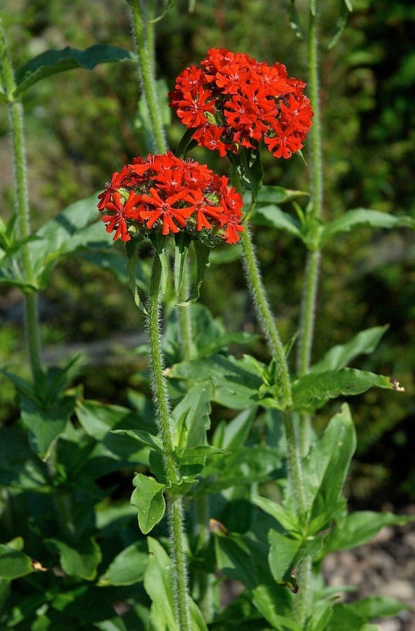 Silene chalcedonica met karakteristieke rode kruis-vormige bloemen