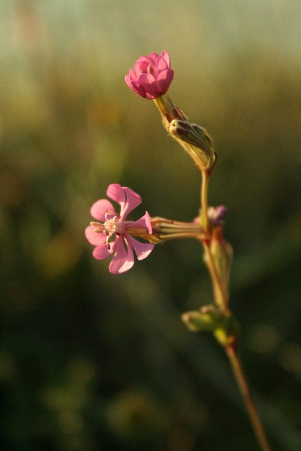Silene colorata mit rosa Bluten
