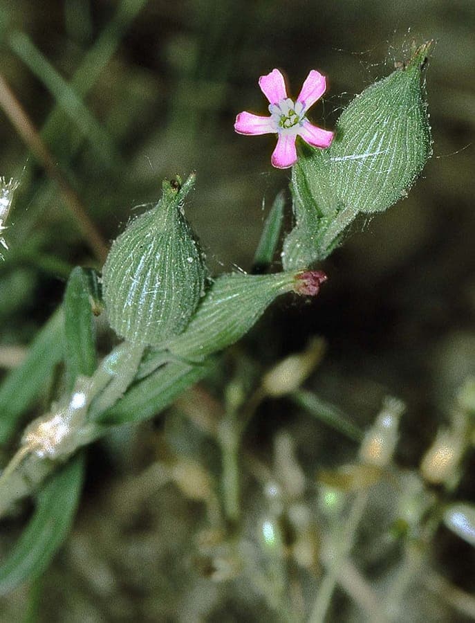 Sand catchfly plant with purple flowers and conical seed capsules