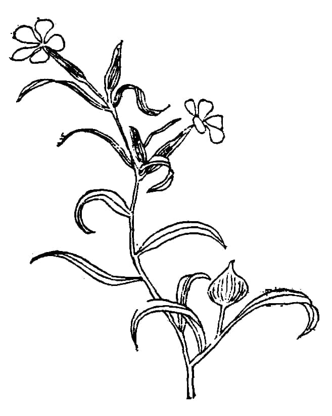 Silene conoidea mit violetten Blüten und feiner Blattstruktur