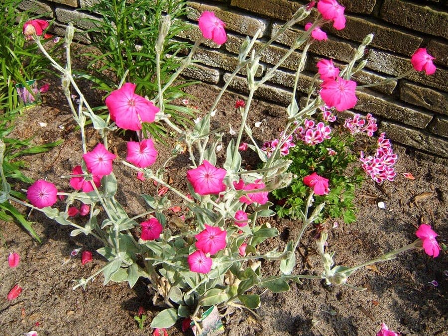 Silene coronaria avec fleurs magenta brillantes