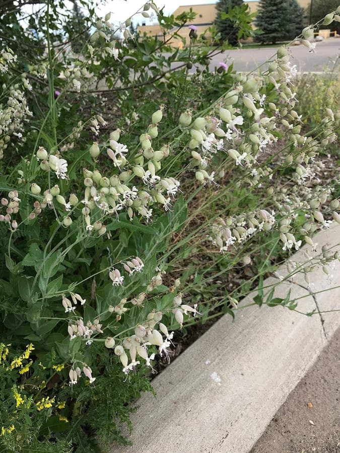 Silene csereii en fleurs, tiges ramifiees portant de petites fleurs blanc-rose caracteristiques