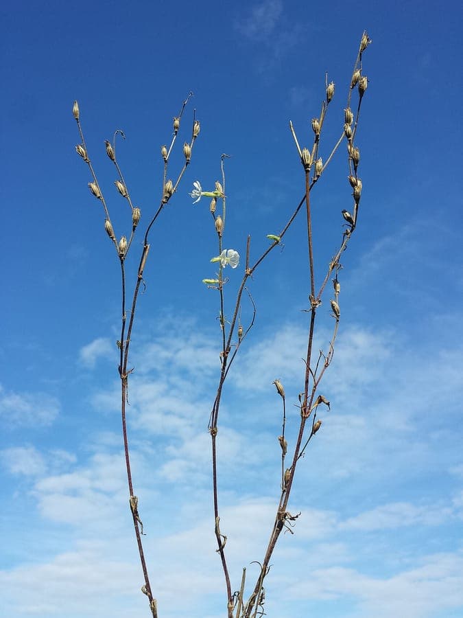 Silene dichotoma avec tiges ramifiees et petites fleurs