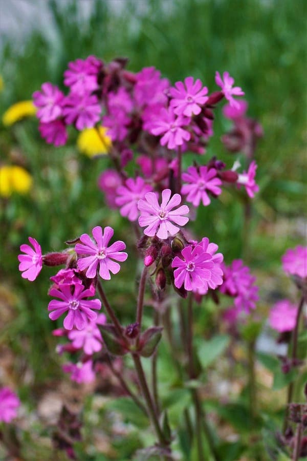 Silene dioica mit brillanten rosa-roten Bluten