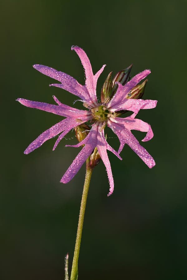 Silene flos-cuculi with pink-red fringed flowers