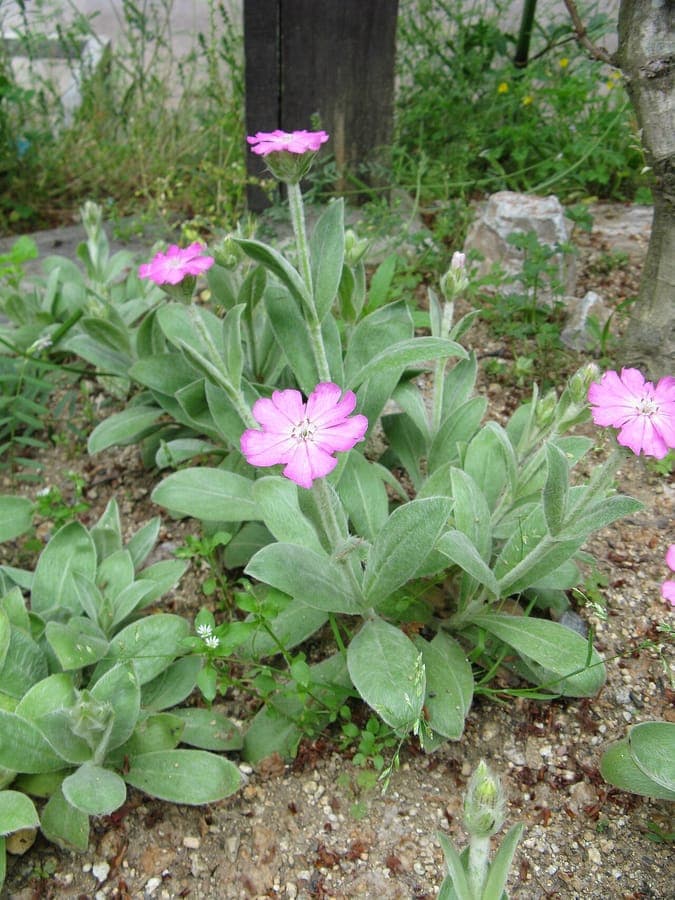 Silene flos-jovis showing bright pink flower clusters