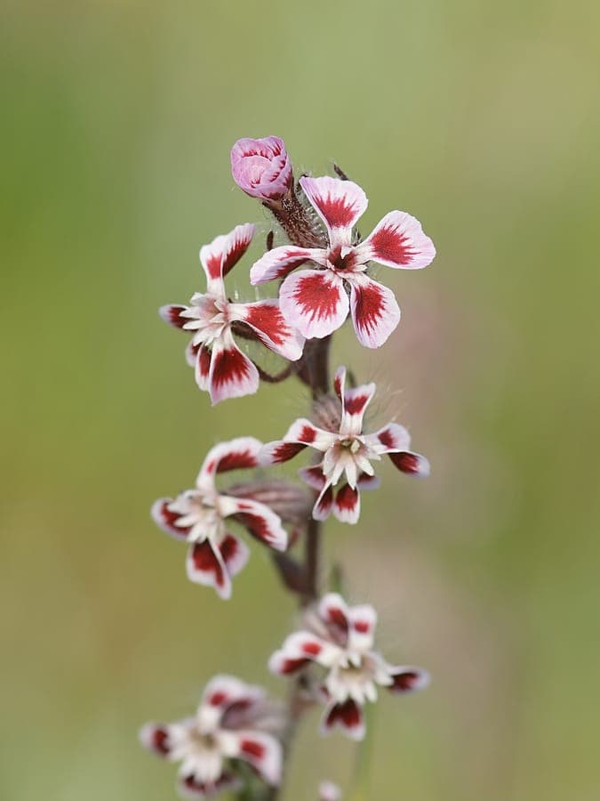 Silene gallica with pink-white five-wound flowers