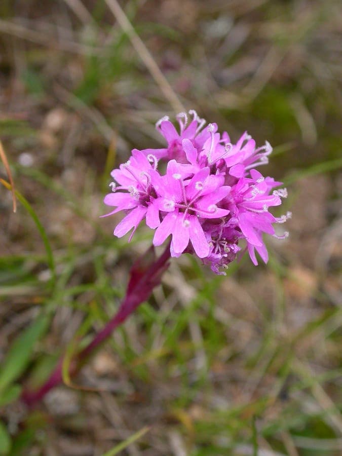 Fleurs rose délicat de Silène de Suède dans un habitat alpin naturel