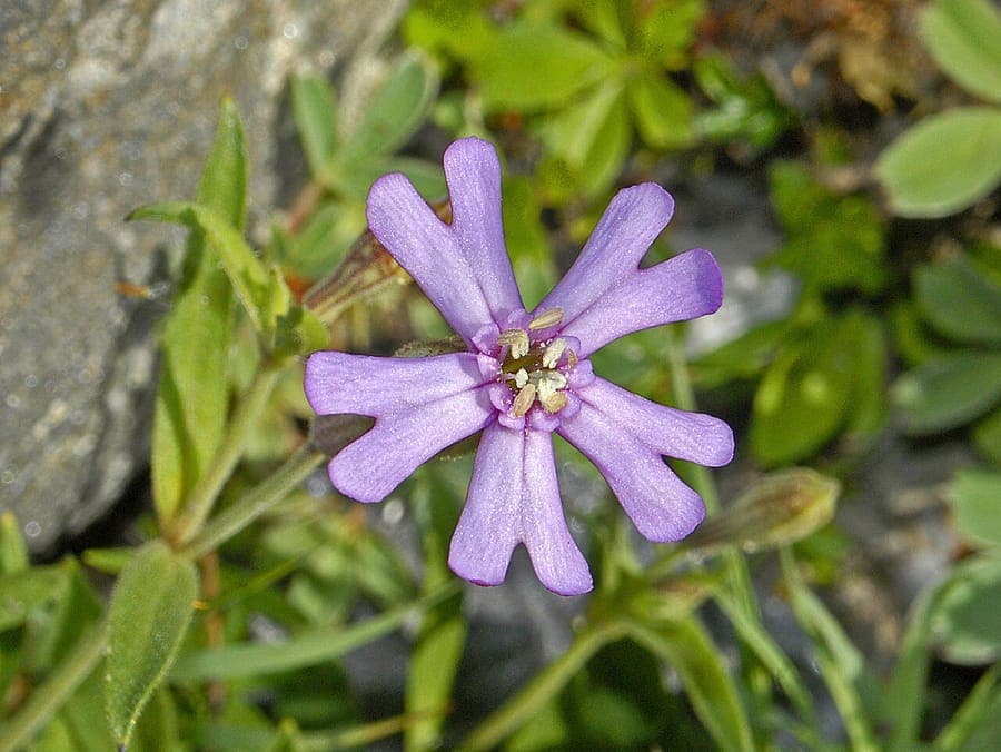 Plante silene-vallesia