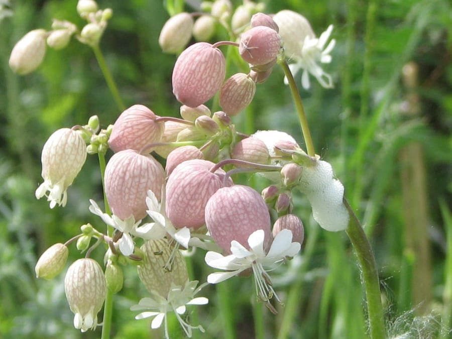 Silene vulgaris avec ses fleurs blanches caracteristiques et ses calices enfles