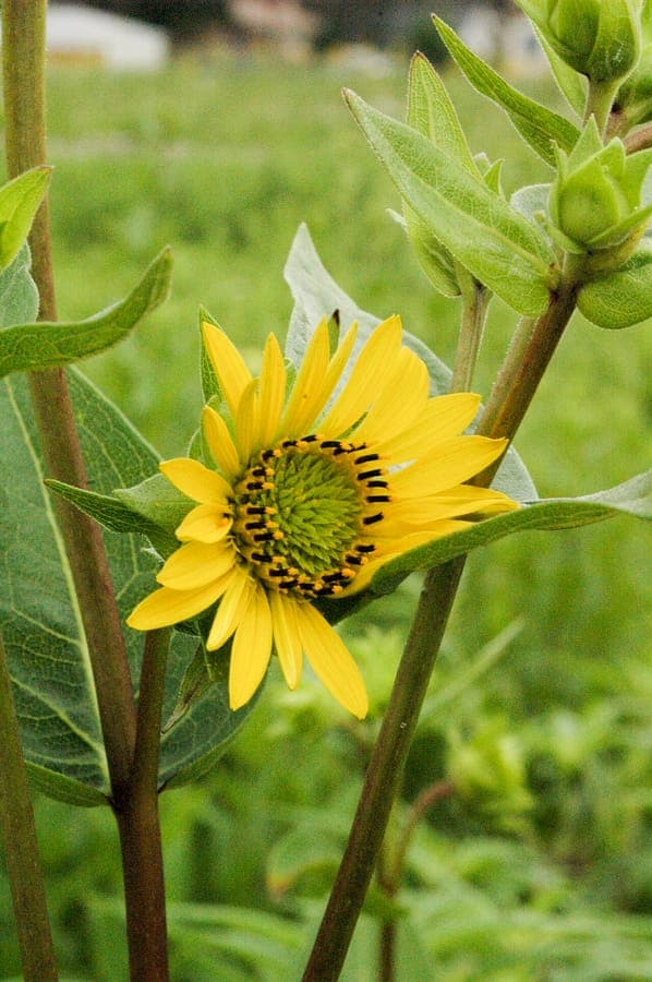 Silphium integrifolium in Blute mit leuchtend gelben Korbbluten auf hohen aufrechten Stangeln in einer Prairiepflanzung