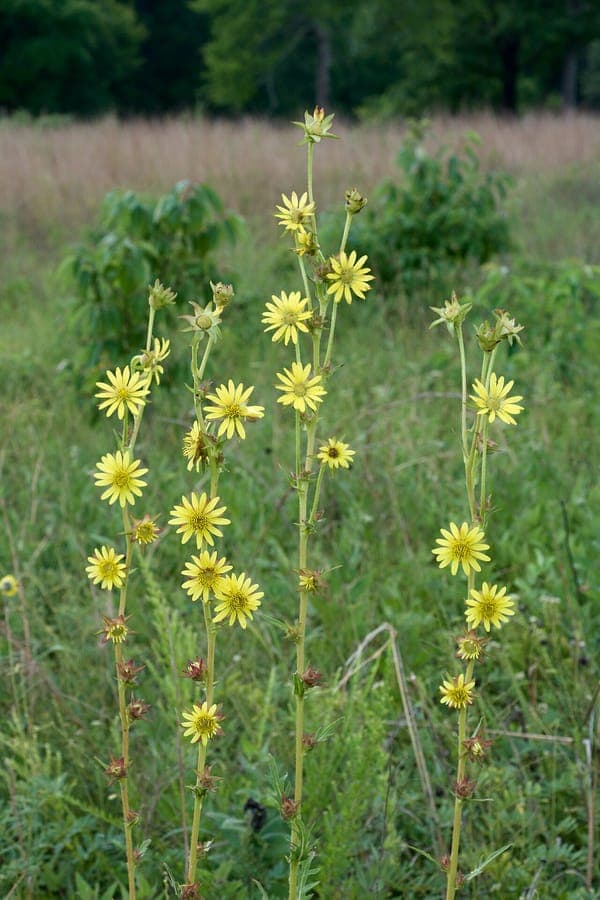 Silphium laciniatum kompasplant met gele bloemen