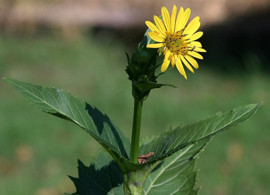 Silphium perfoliatum affichant des feuilles perfoliees caracteristiques et des fleurs jaunes