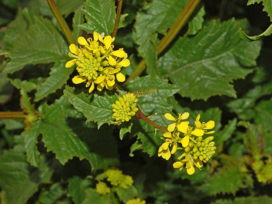Wild mustard displaying yellow flowers and characteristic elongated seed pods