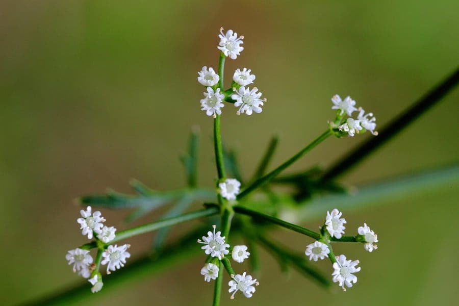 Stone Parsley displaying fine foliage and white flower clusters