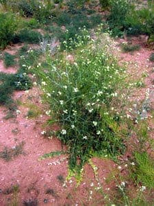 Sisymbrium altissimum met gele bloemen en karakteristieke dunne zaadschoten