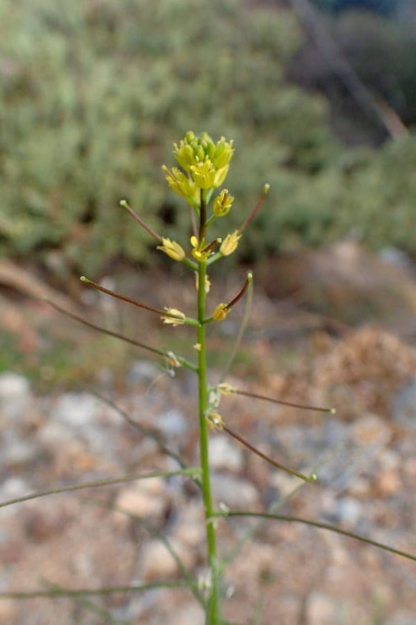 Sisymbrium erysimoides mit gelben Blüten und feinem Laubwerk
