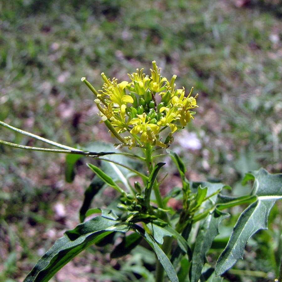 Sisymbrium irio mit gelben Bluten