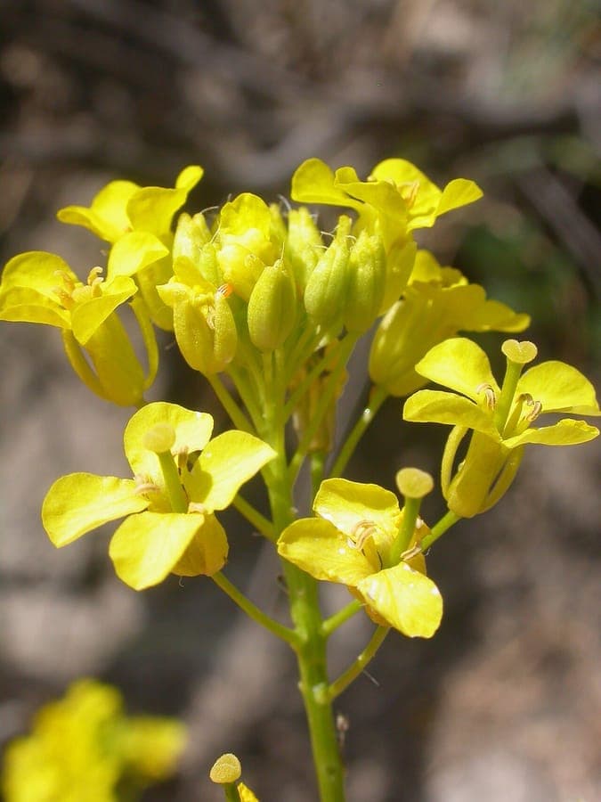 Sisymbrium loeselii with yellow flowers and seed pods
