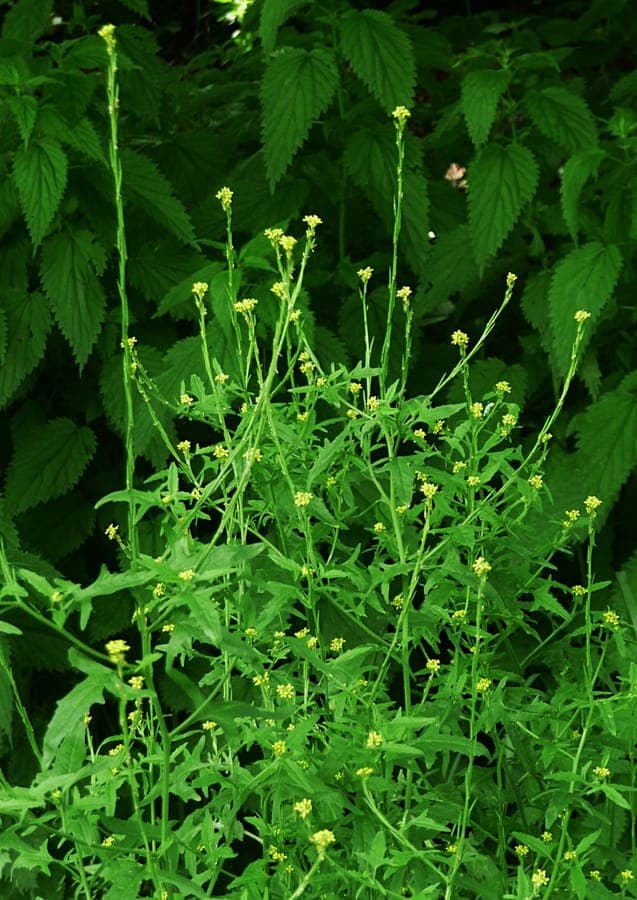 Sisymbrium officinale plant met bloemen en zaaddozen