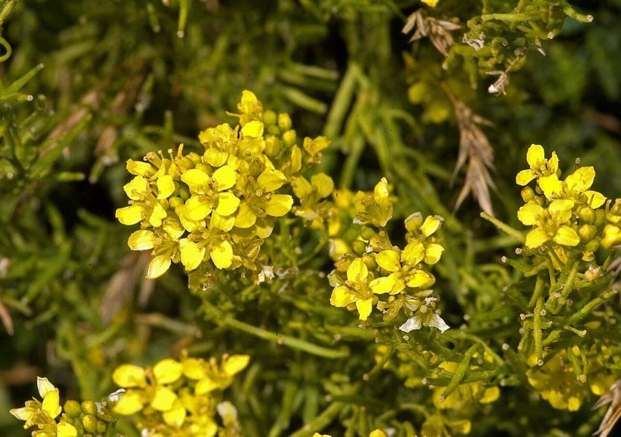 Sisymbrium orientale mit gelben Bluten