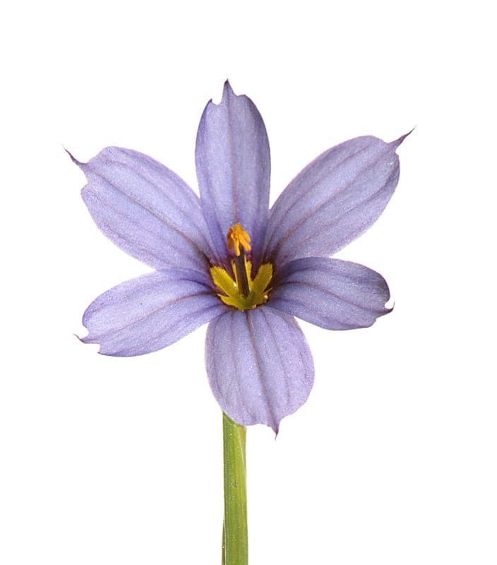Narrow-leaf blue-eyed grass displaying brilliant blue blooms in garden setting