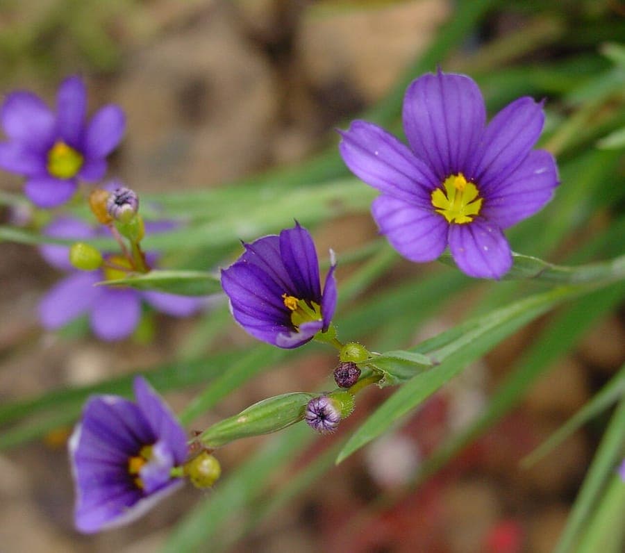 Blauwoogsgras met hemelsblauw bloemen en smalle bladeren