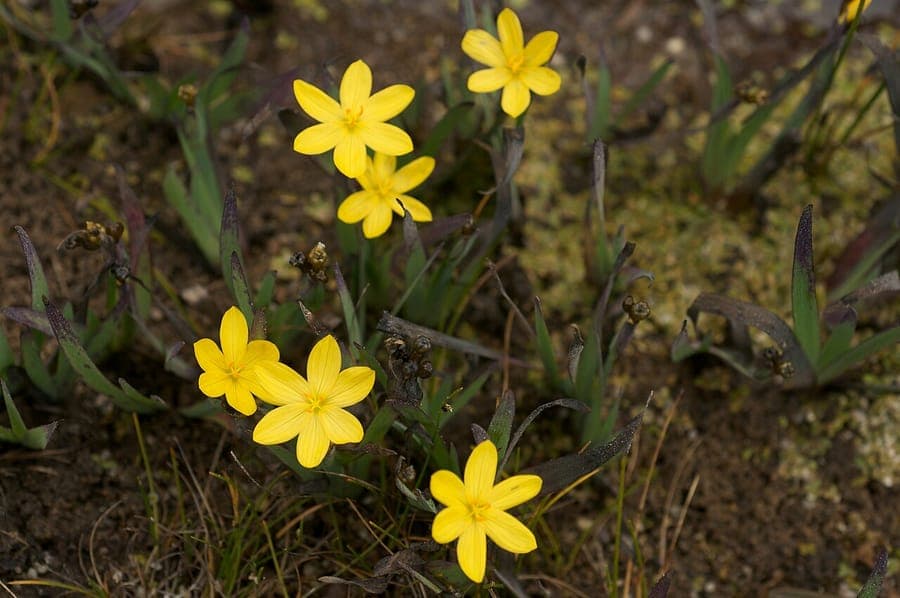 Yellow flowers of the golden blue-eyed grass