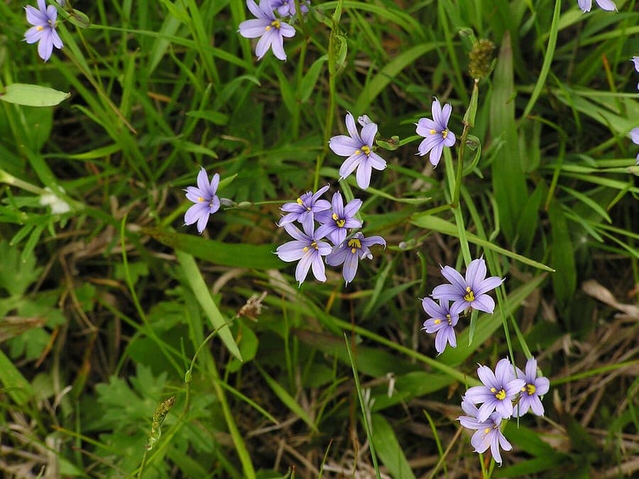 Bergblauwoogie plant met blauwe bloemen