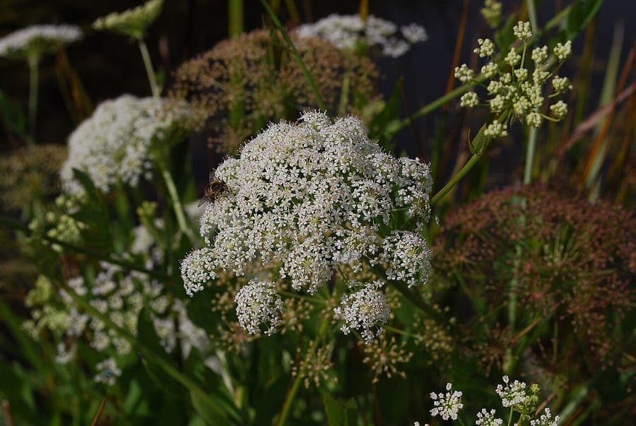 Great water-parsnip plant with white flowers