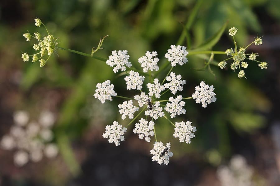 Skirret plant displaying fine gray-green foliage and flowers in garden setting