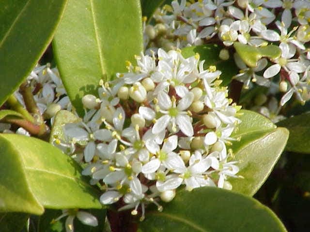 Skimmia japonica with red fruits