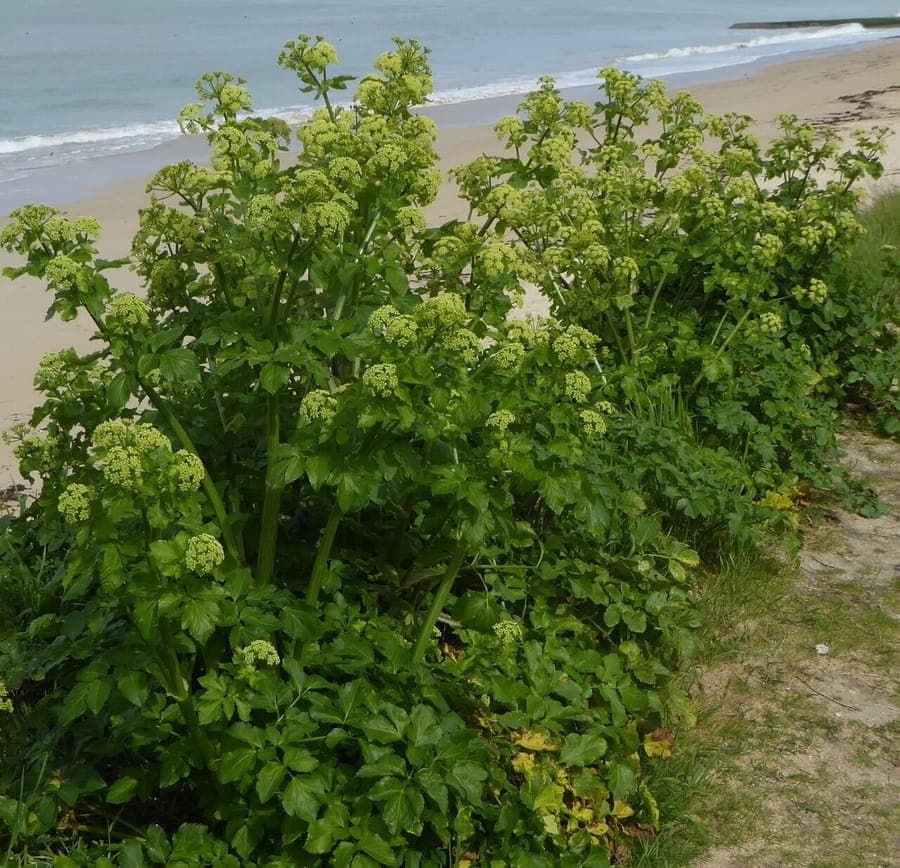 Plante maceron avec fleurs jaunes