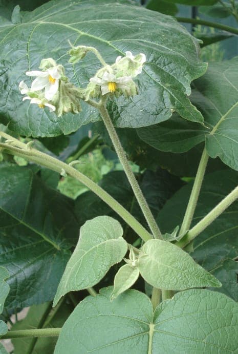 Plante solanum-abutiloides