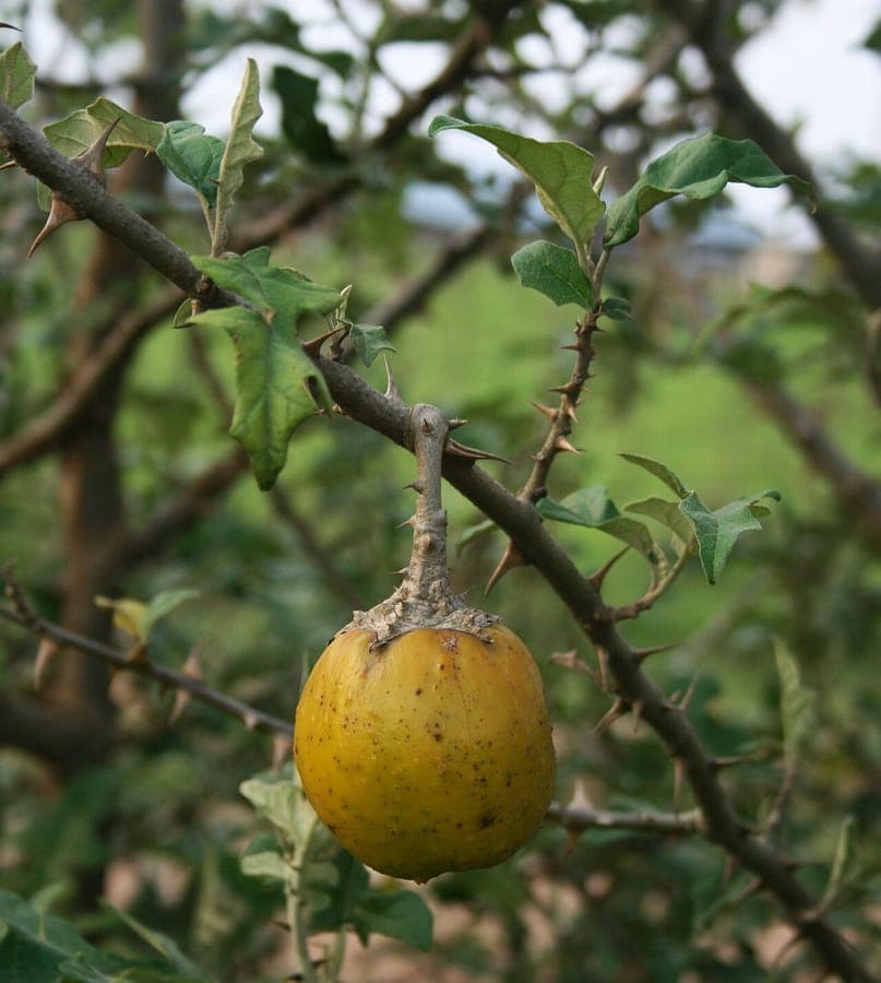 Plante et fruits du Solanum aculeastrum
