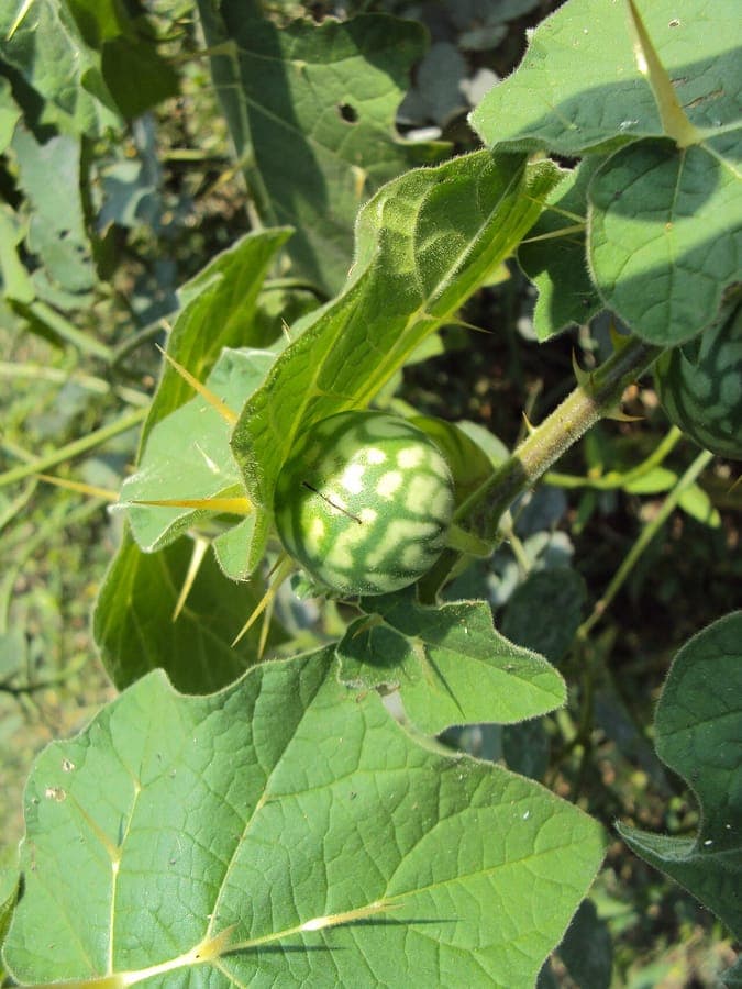 Plante et fruits du Solanum aculeatissimum