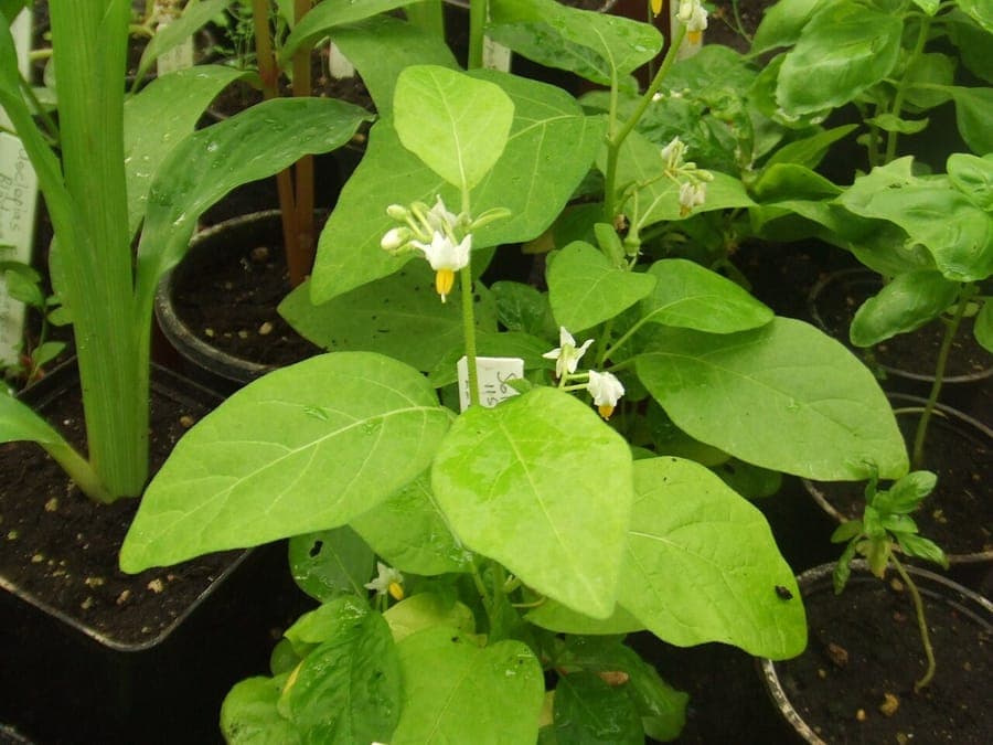 Gilo plant with red fruits