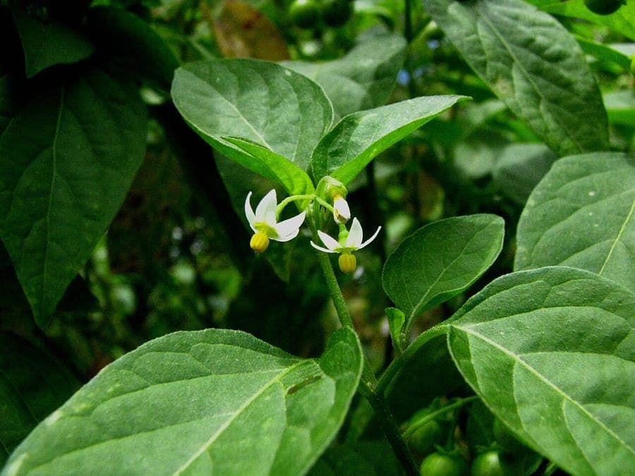 Popolo mit glänzenden Blättern und schwarzen Beeren in einer Gartenumgebung
