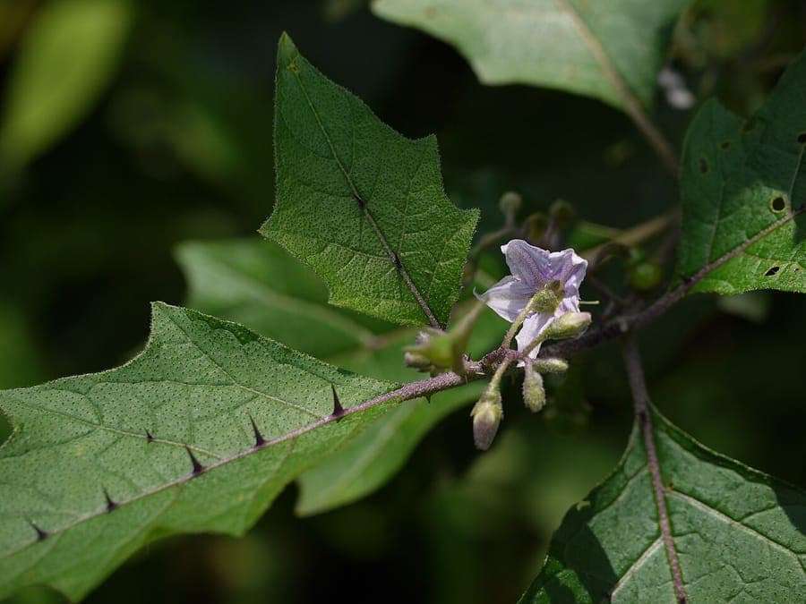 Solanum anguivi fruits and foliage