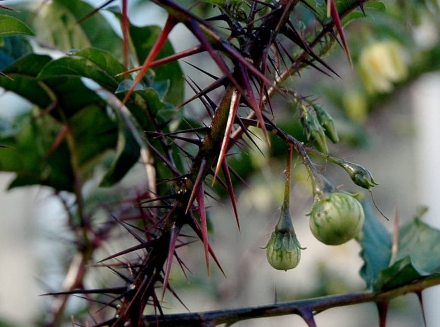Blue potato bush with dark purple flowers and berries