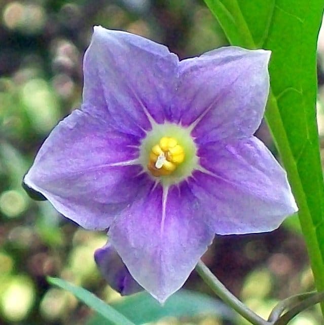Kanguruapfel-Strauch mit violetten Blüten und orangefarbenen vogelförmigen Früchten