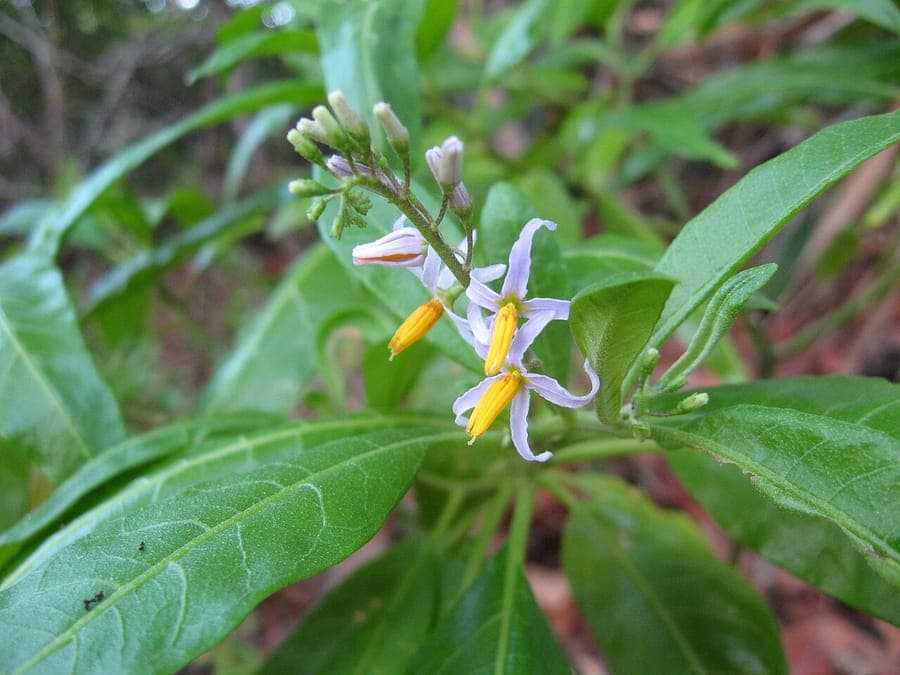 Solanum bahamense met kleine rode vruchten en witte bloemen