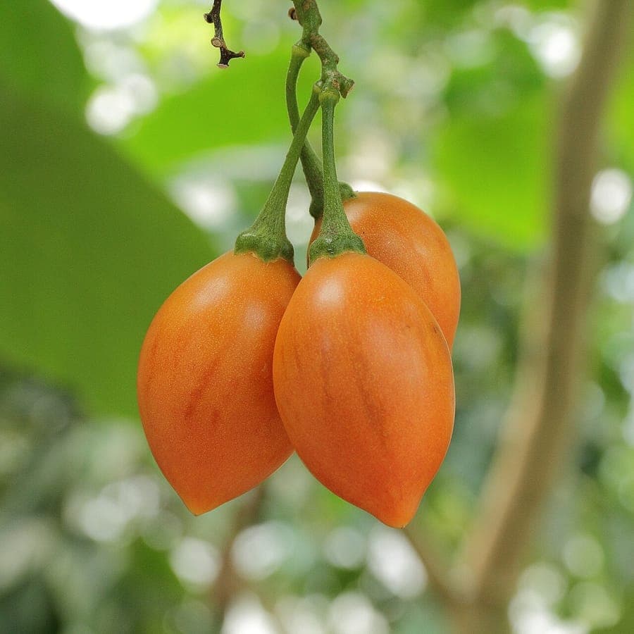 Rote und gelbe Baumtomaten hängen an einem blättrigen Baum in einem sonnigen Garten