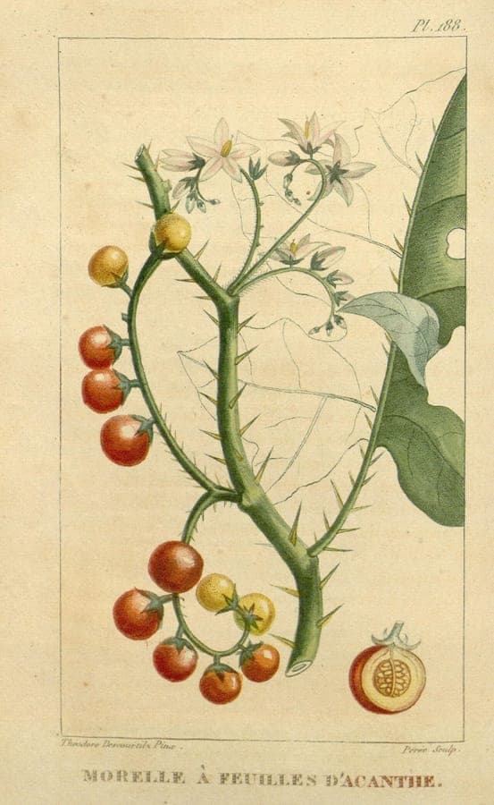 Solanum campechiense with red berries and green foliage
